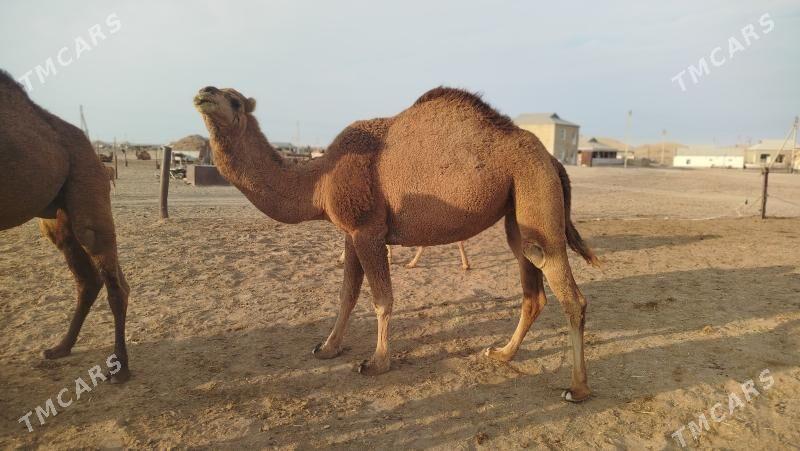 duye - Esenguly - img 3