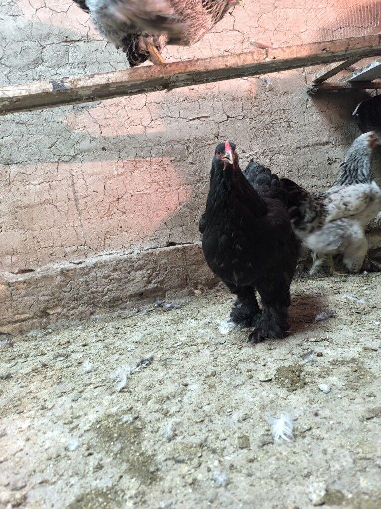 brama yumurtga - Байрамали - img 4