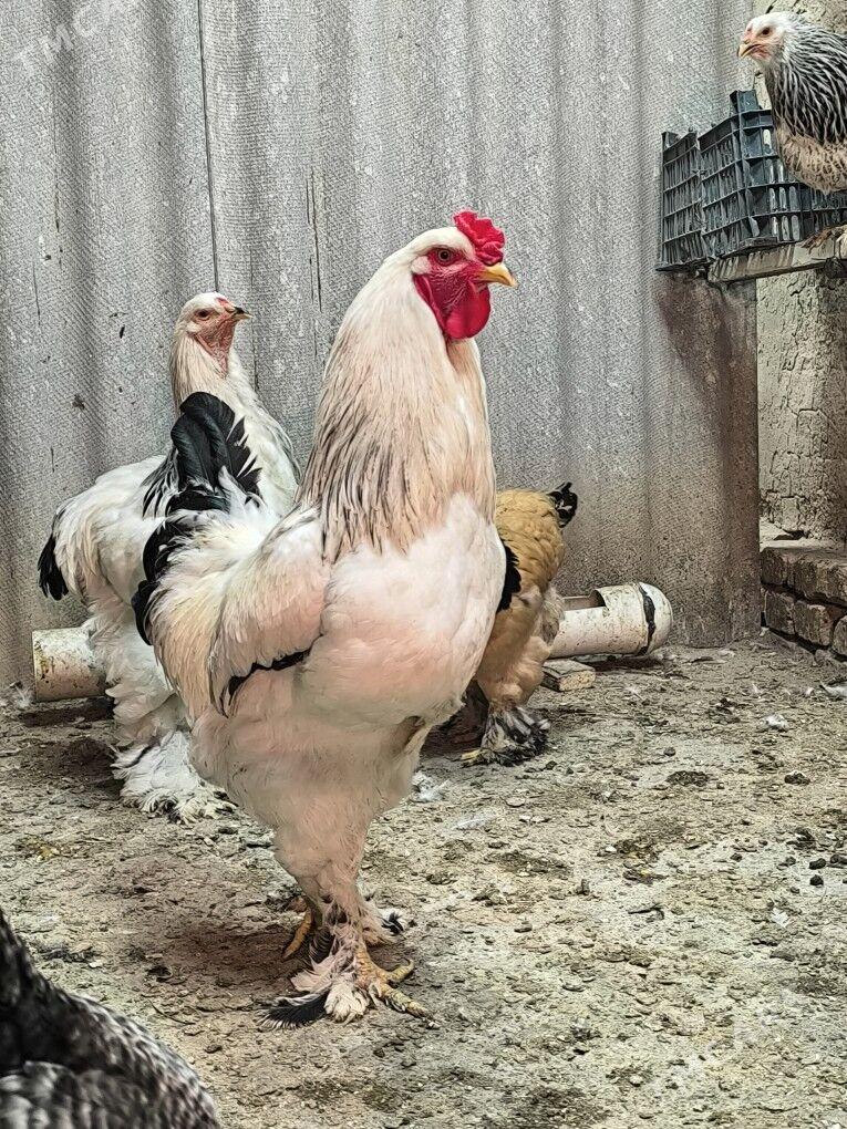 brama yumurtga - Байрамали - img 5