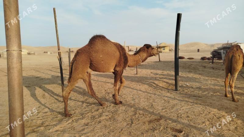 duye - Эсенгулы - img 1