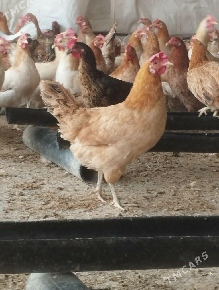 Towuk - Херрикгала - img 1