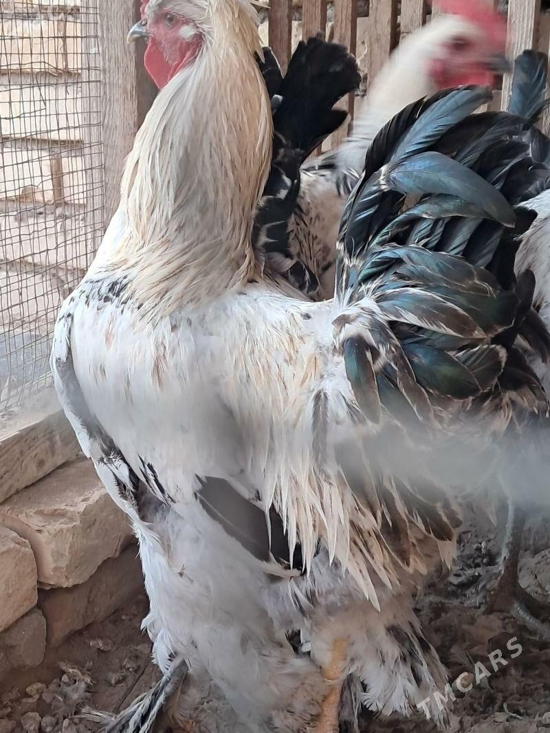 broma horazlar - Чарджоу - img 1