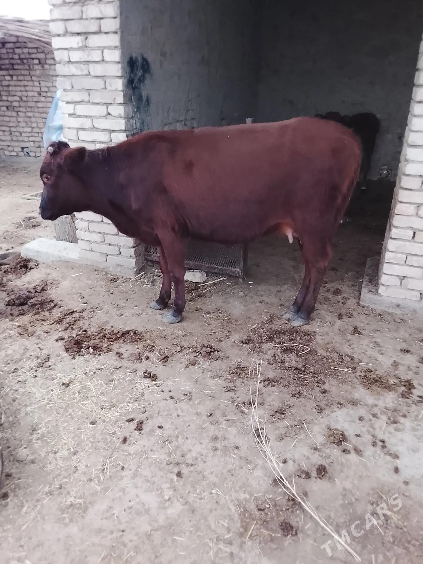 latys goleli sygyr - Векильбазар - img 4