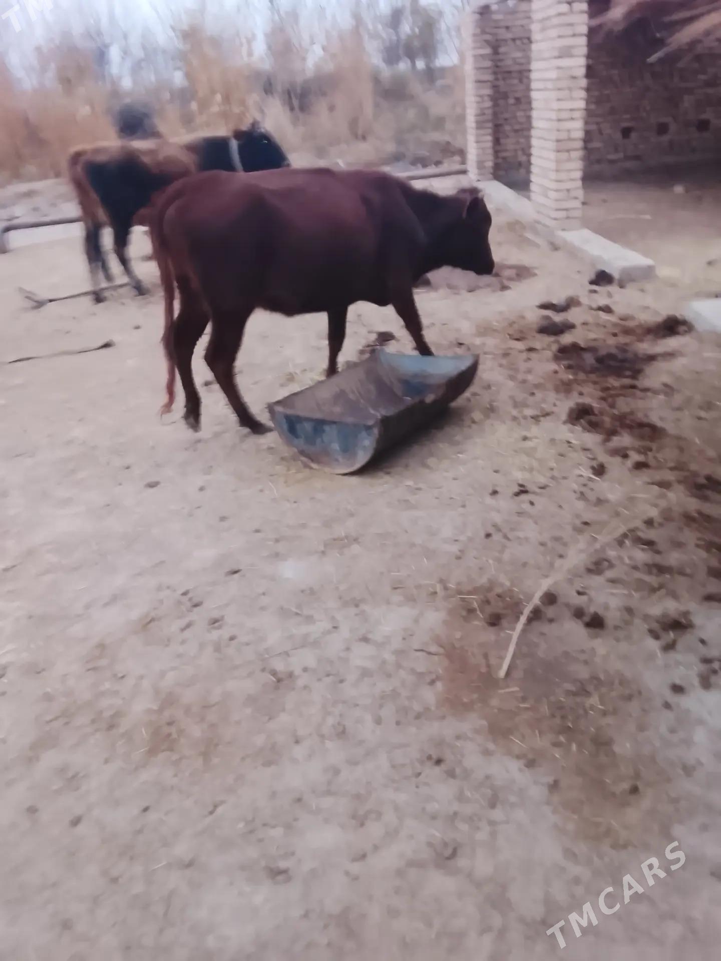 latys goleli sygyr - Векильбазар - img 2