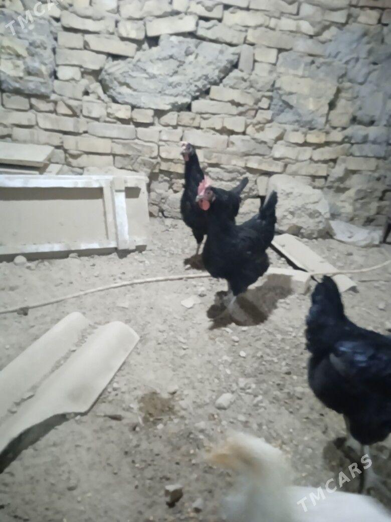 gigant towuk - Mary - img 3