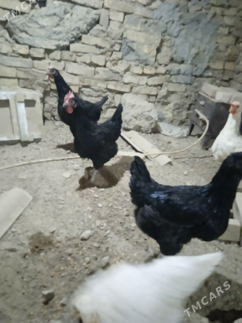 gigant towuk - Mary - img 1