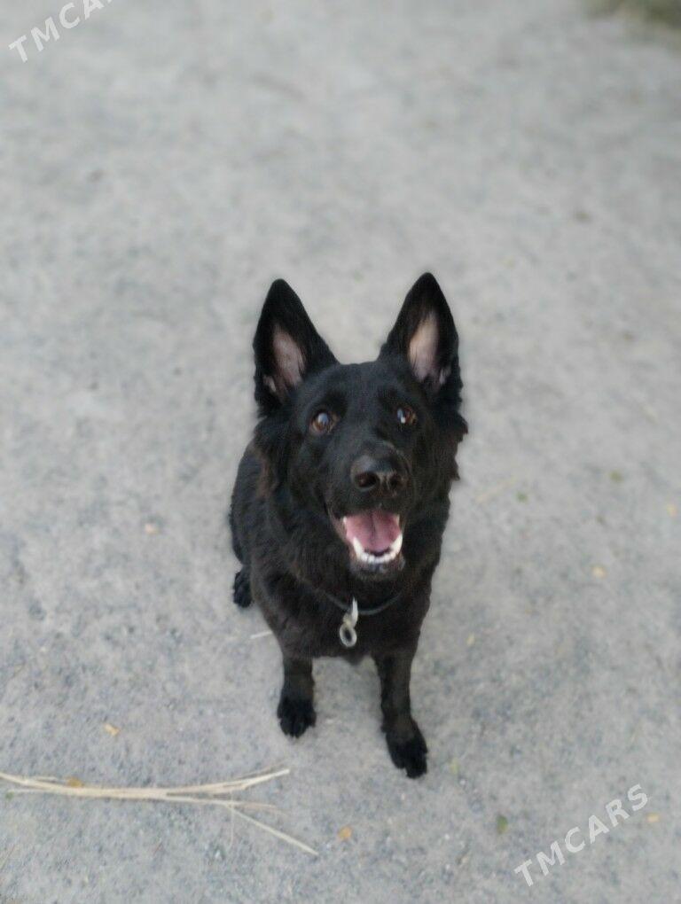 немецкая овчарка!!!!‍🦺 - Çärjew - img 7