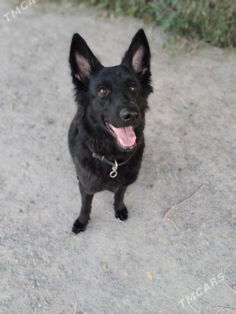 немецкая овчарка!!!!‍🦺 - Çärjew - img 5