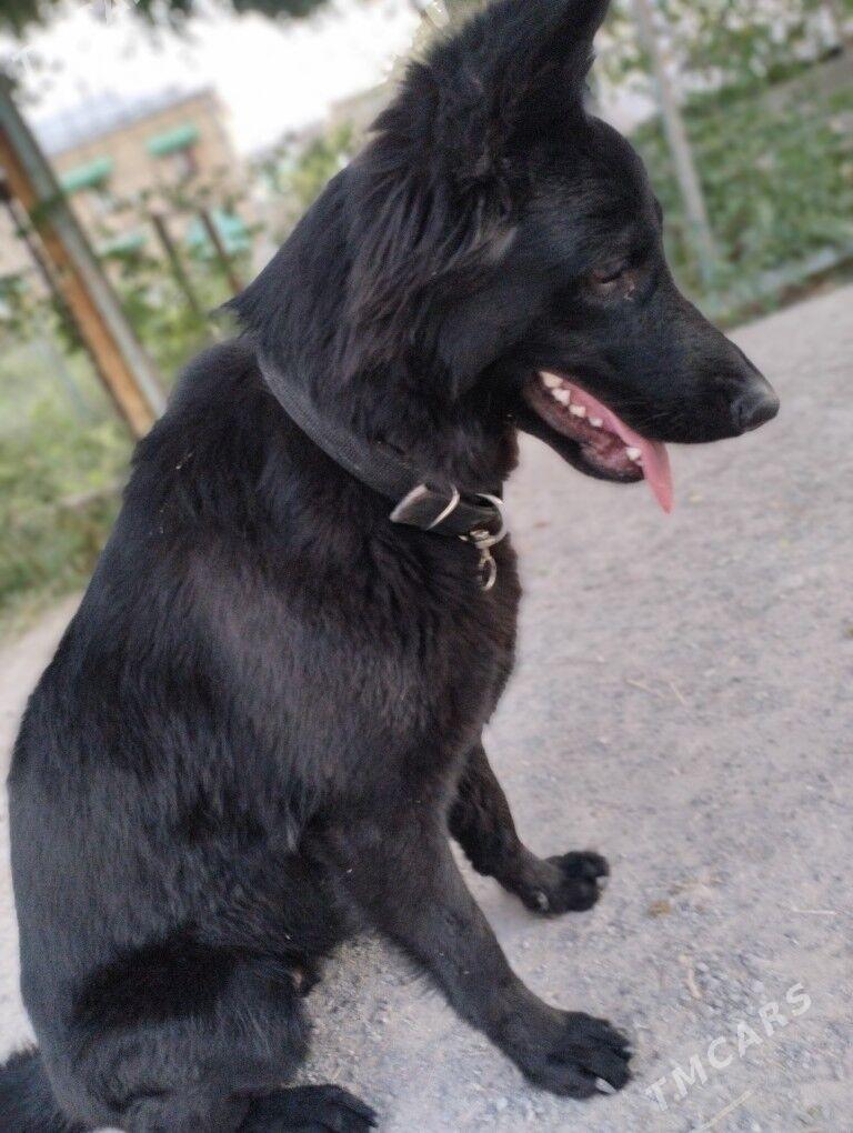 немецкая овчарка!!!!‍🦺 - Çärjew - img 6