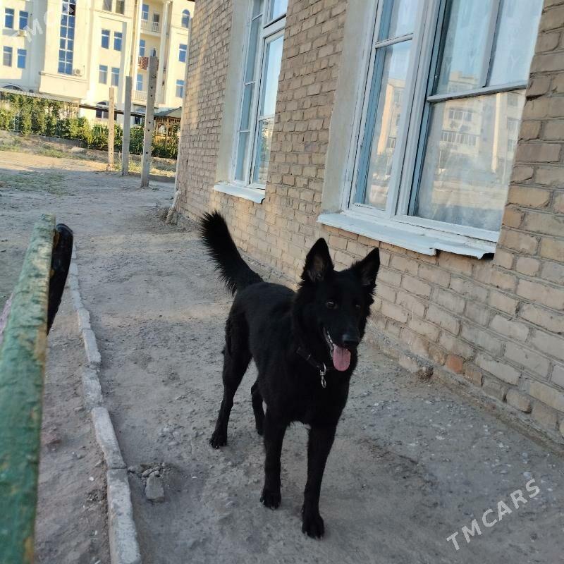 немецкая овчарка!!!!‍🦺 - Çärjew - img 8