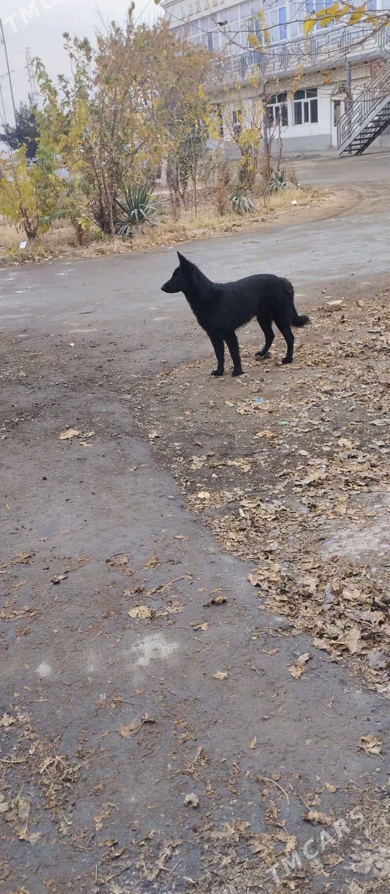 немецкая овчарка!!!!‍🦺 - Çärjew - img 3