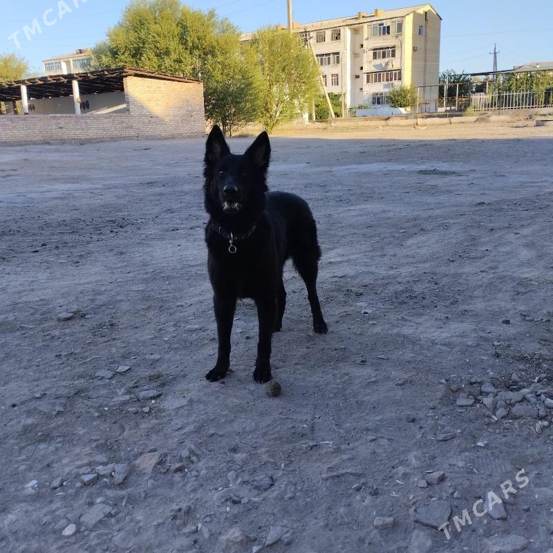 немецкая овчарка!!!!‍🦺 - Çärjew - img 10