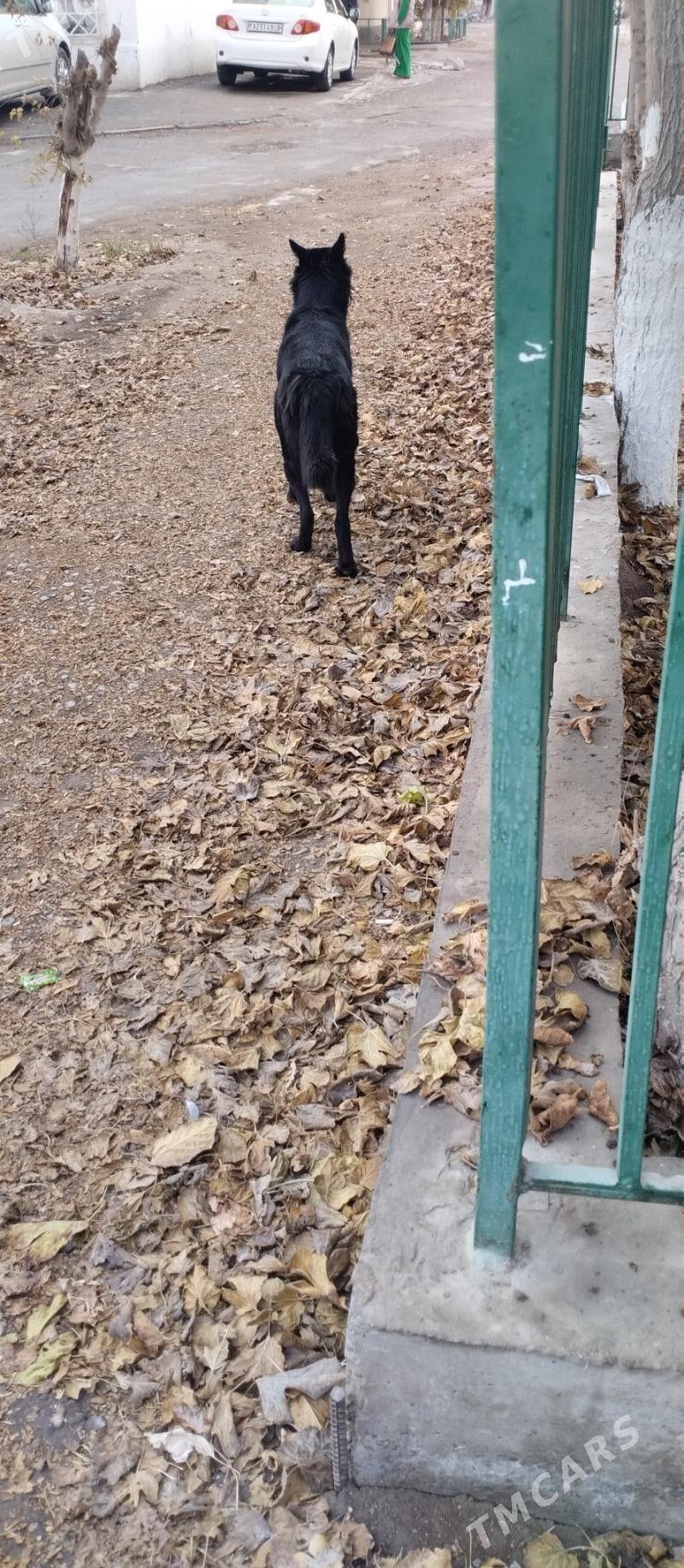 немецкая овчарка!!!!🦺 - Çärjew - img 1