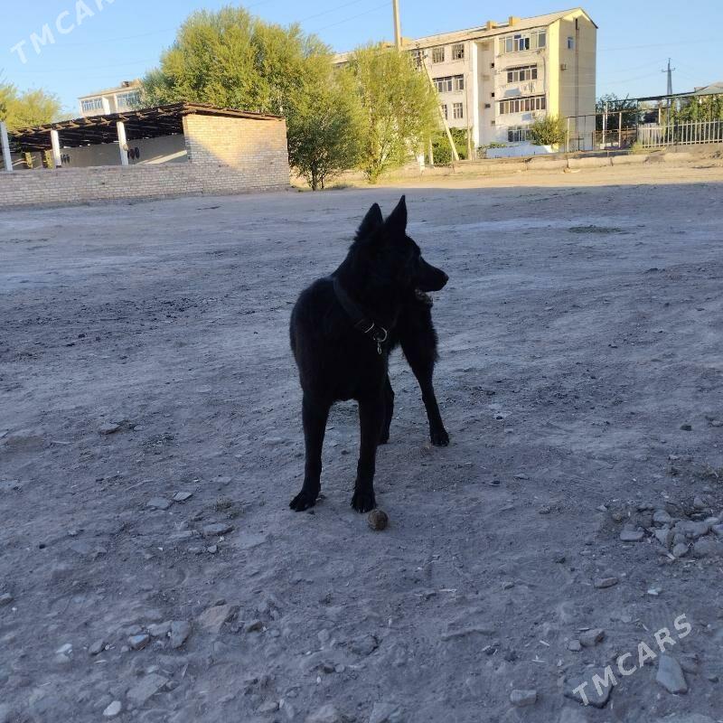 немецкая овчарка!!!!‍🦺 - Çärjew - img 9
