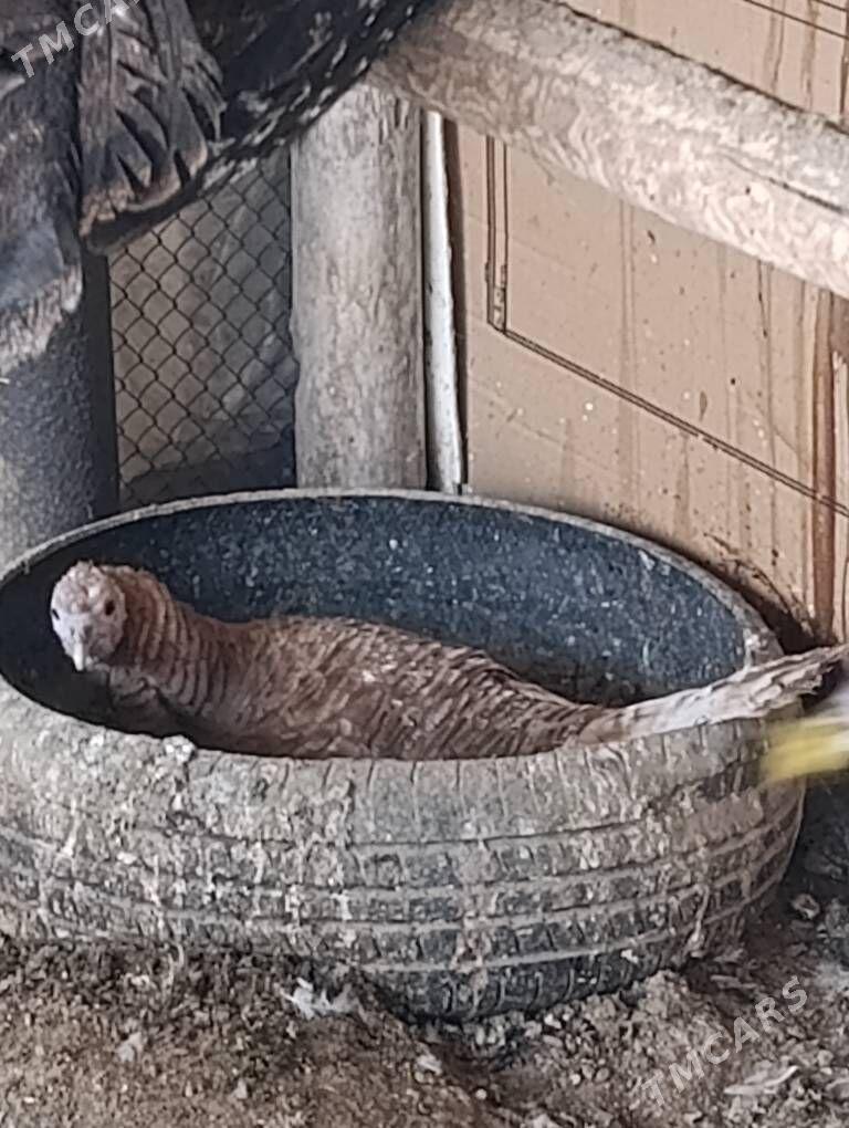 kurk induk - Сакар - img 3