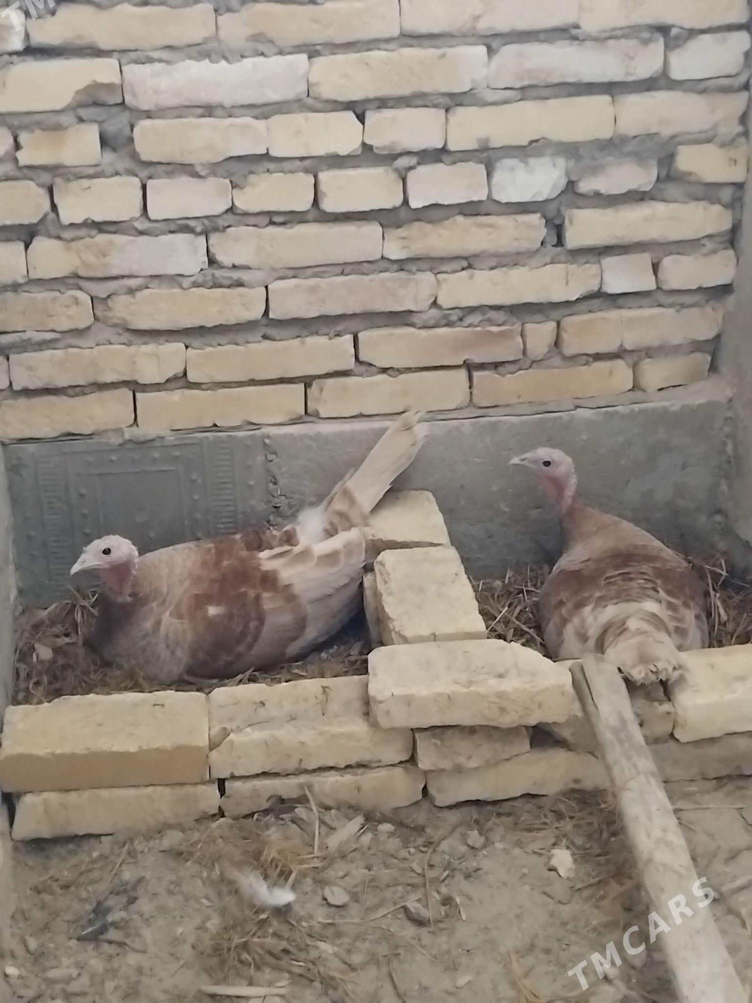 kurk induk - Сакар - img 4