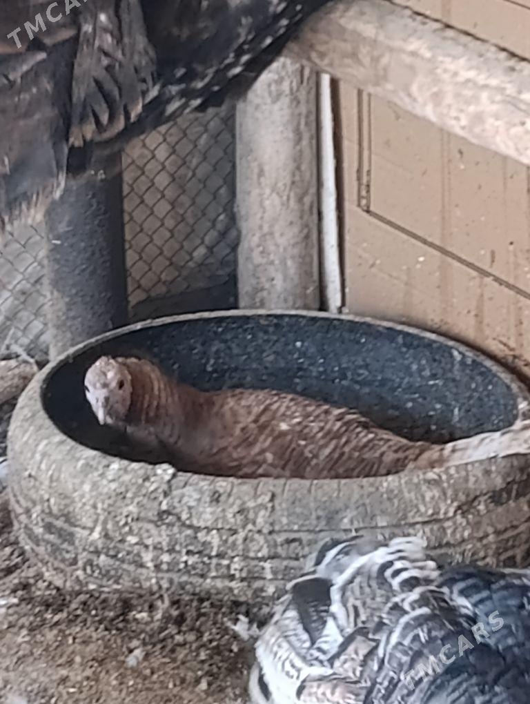 kurk induk - Сакар - img 1