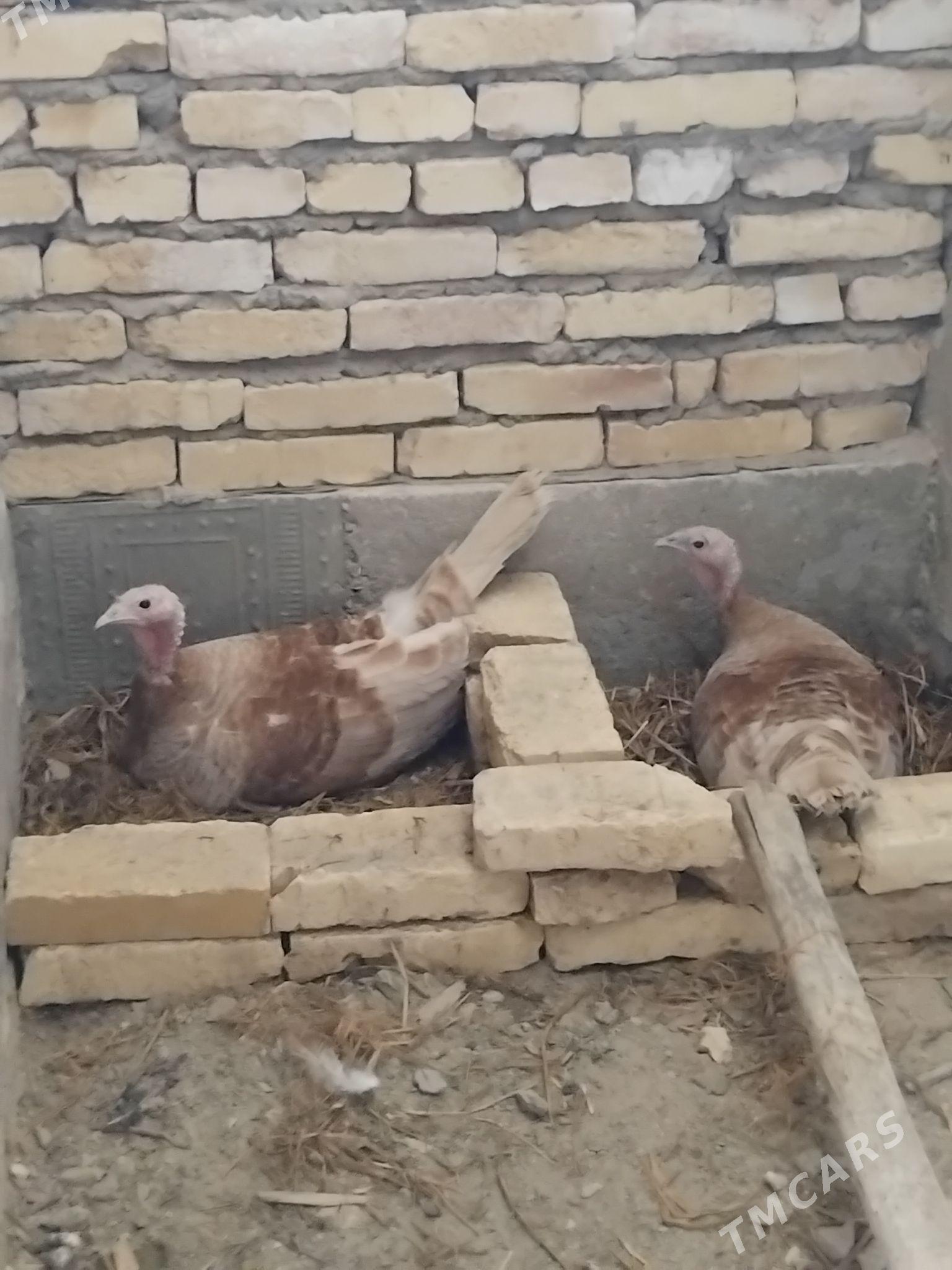 kurk induk - Сакар - img 6