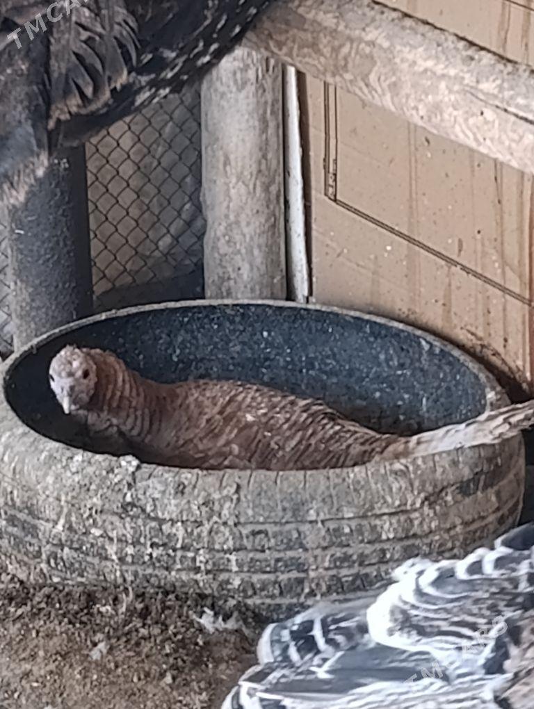 kurk induk - Сакар - img 2