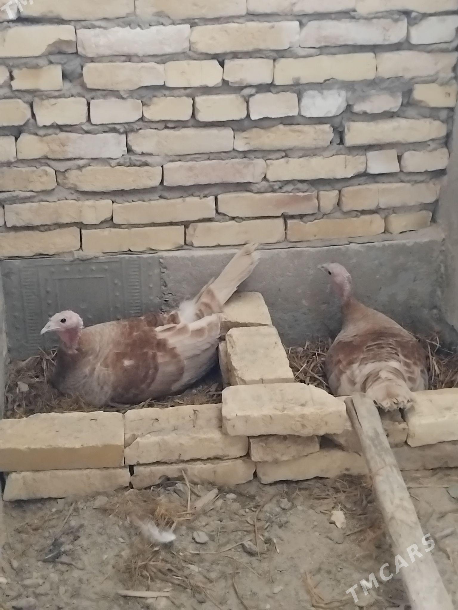 kurk induk - Сакар - img 5