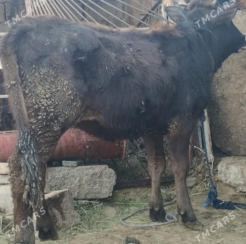 tüwe - Бузмеин - img 1