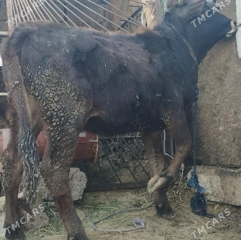 tüwe - Бузмеин - img 2