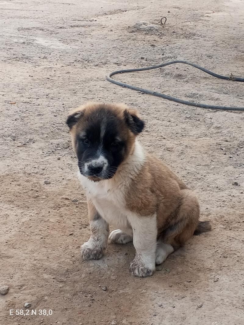 Turkmen It - Gökje - img 6