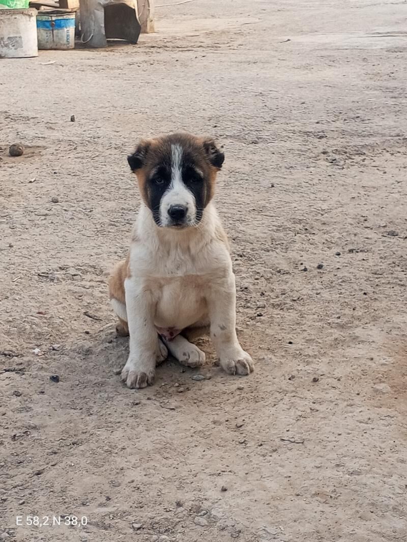 Turkmen It - Gökje - img 5