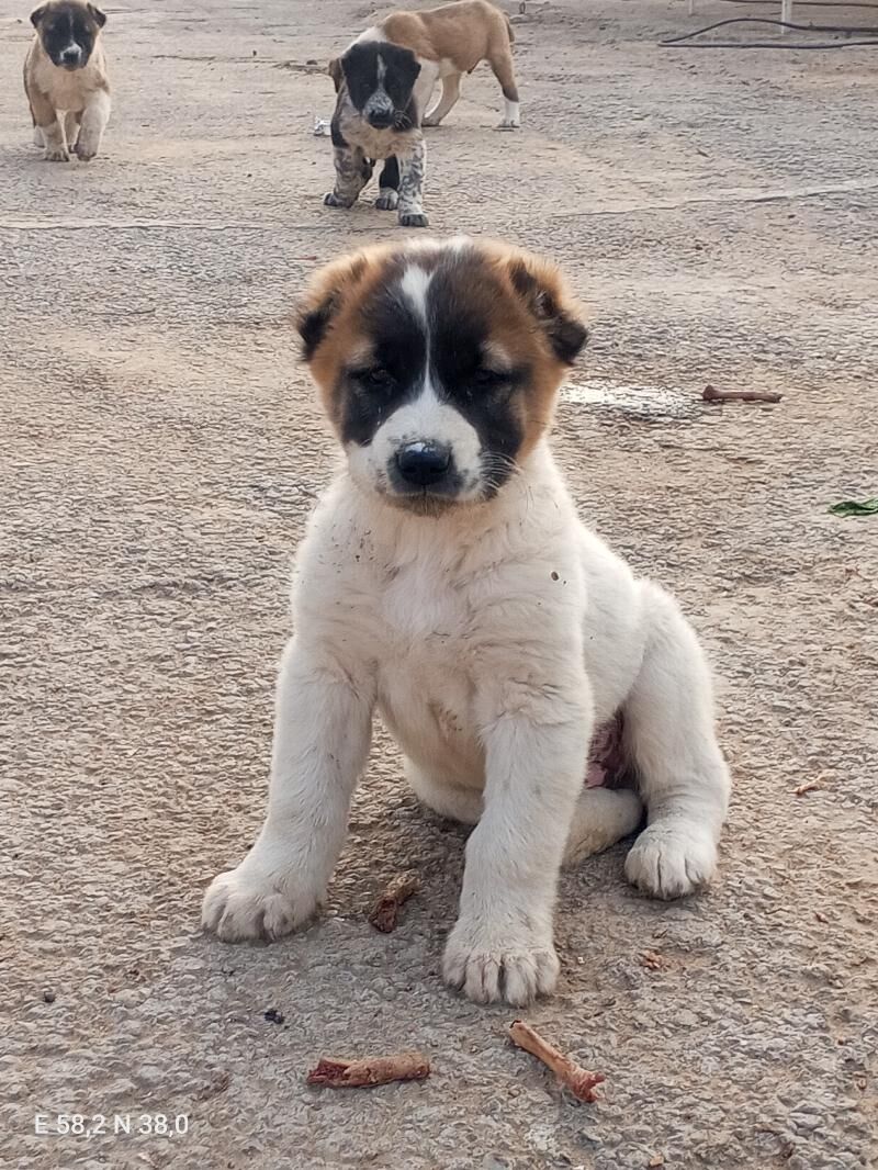 Turkmen It - Gökje - img 4