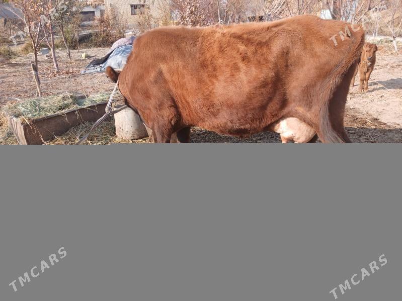 Goleli sygyr - Фарап - img 1