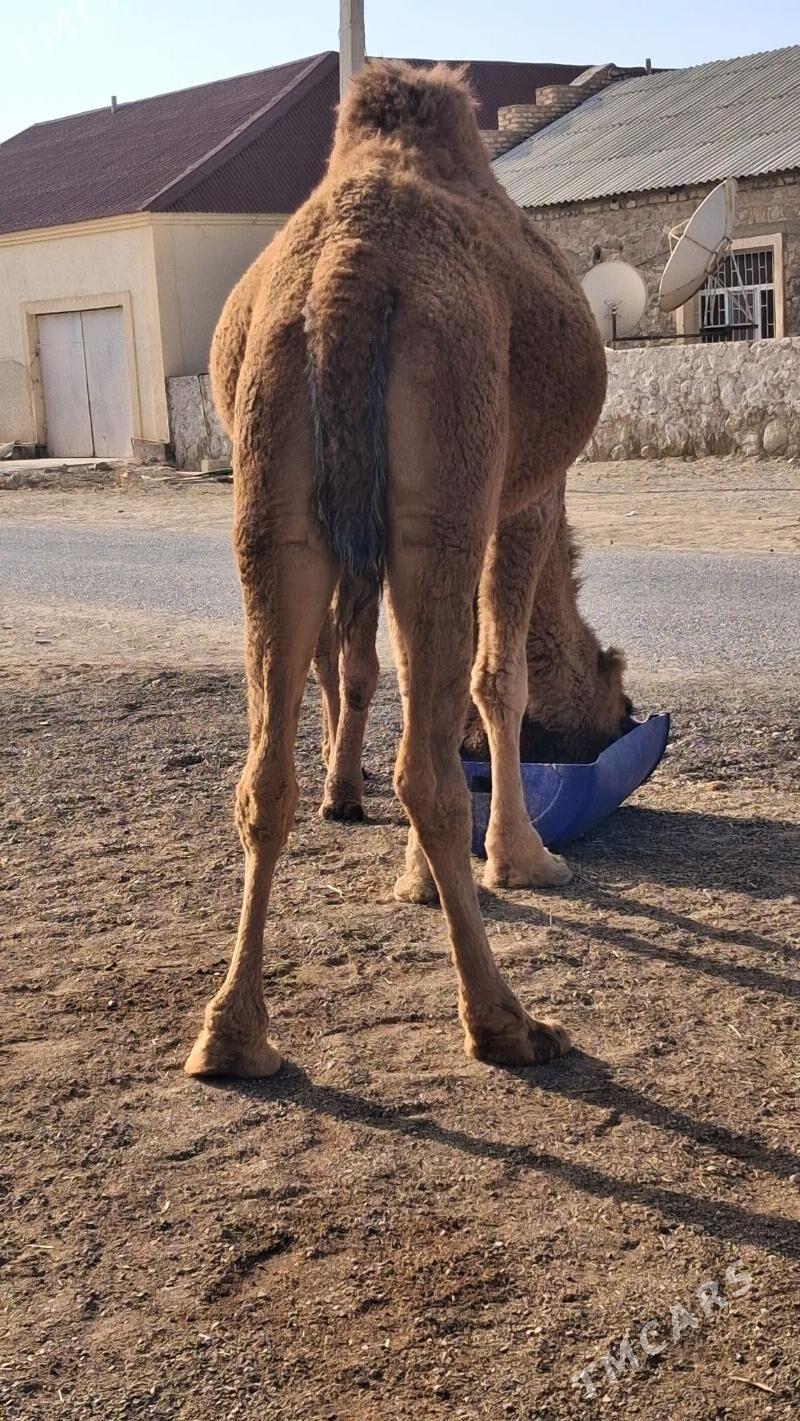 köşkli Düye - Джебел - img 5