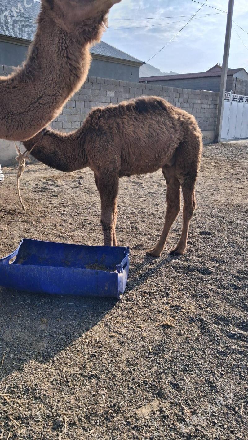 köşkli Düye - Джебел - img 2