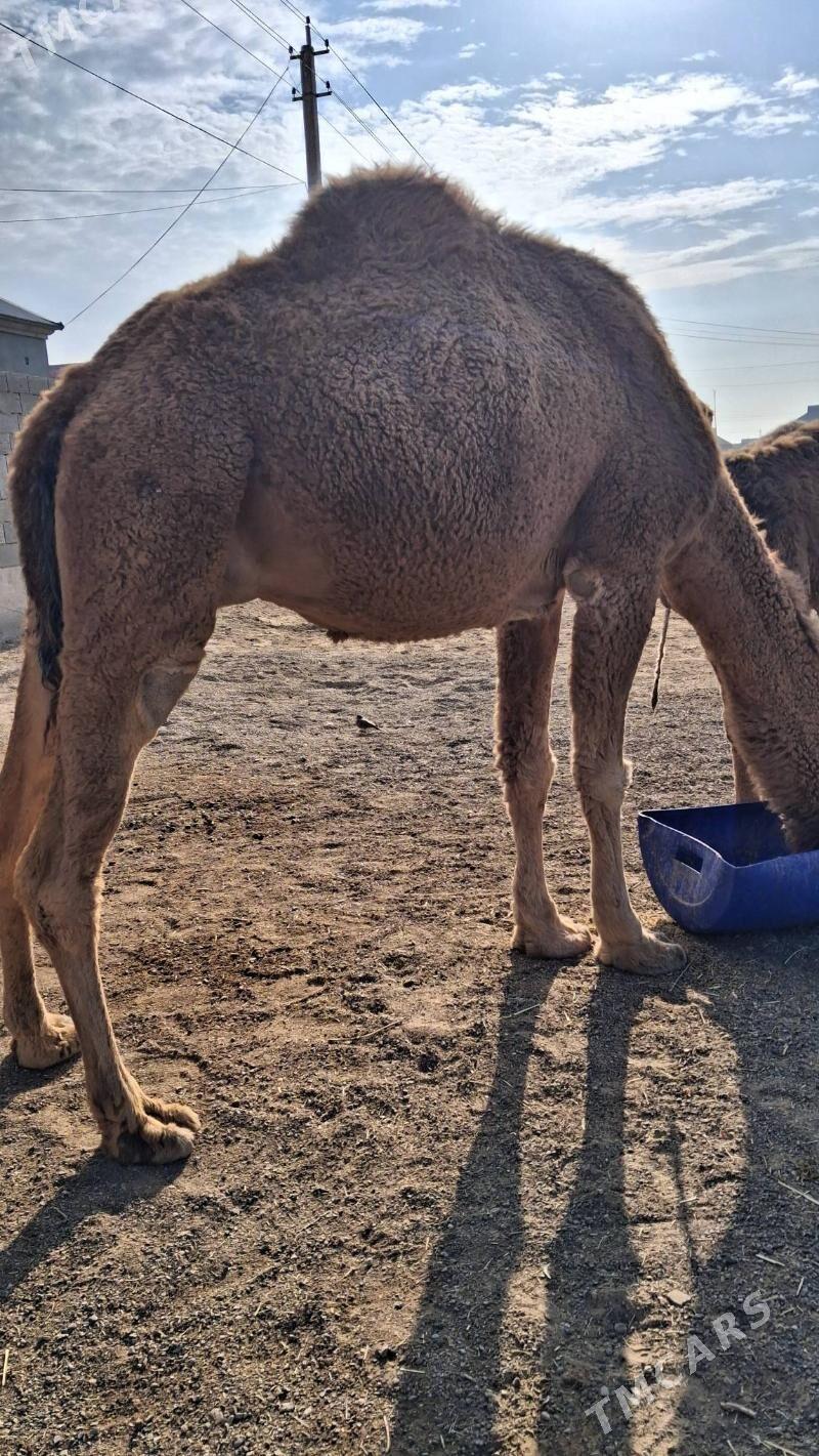 köşkli Düye - Джебел - img 3