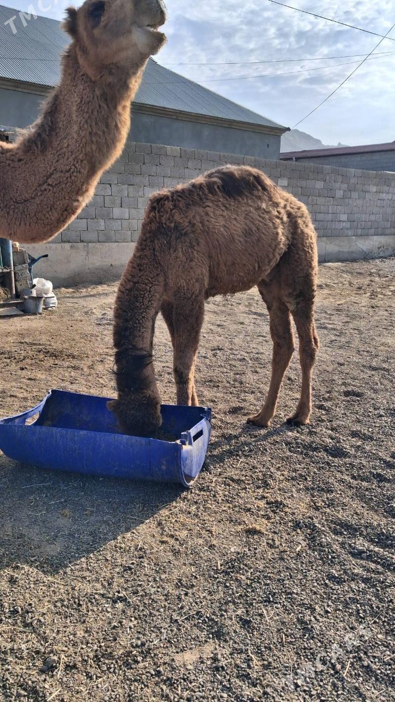 köşkli Düye - Джебел - img 4