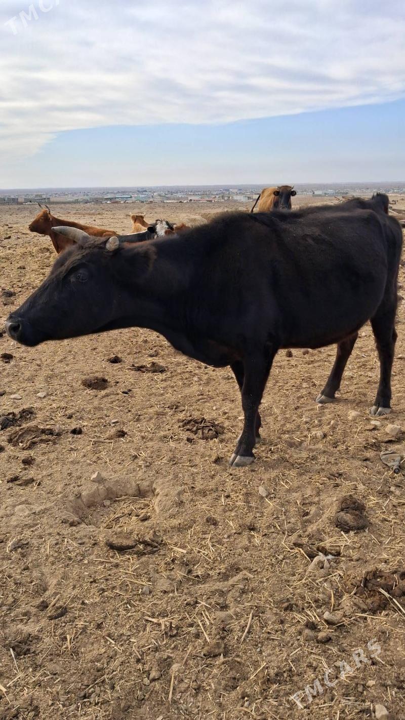 gacar sygyr - Джебел - img 5