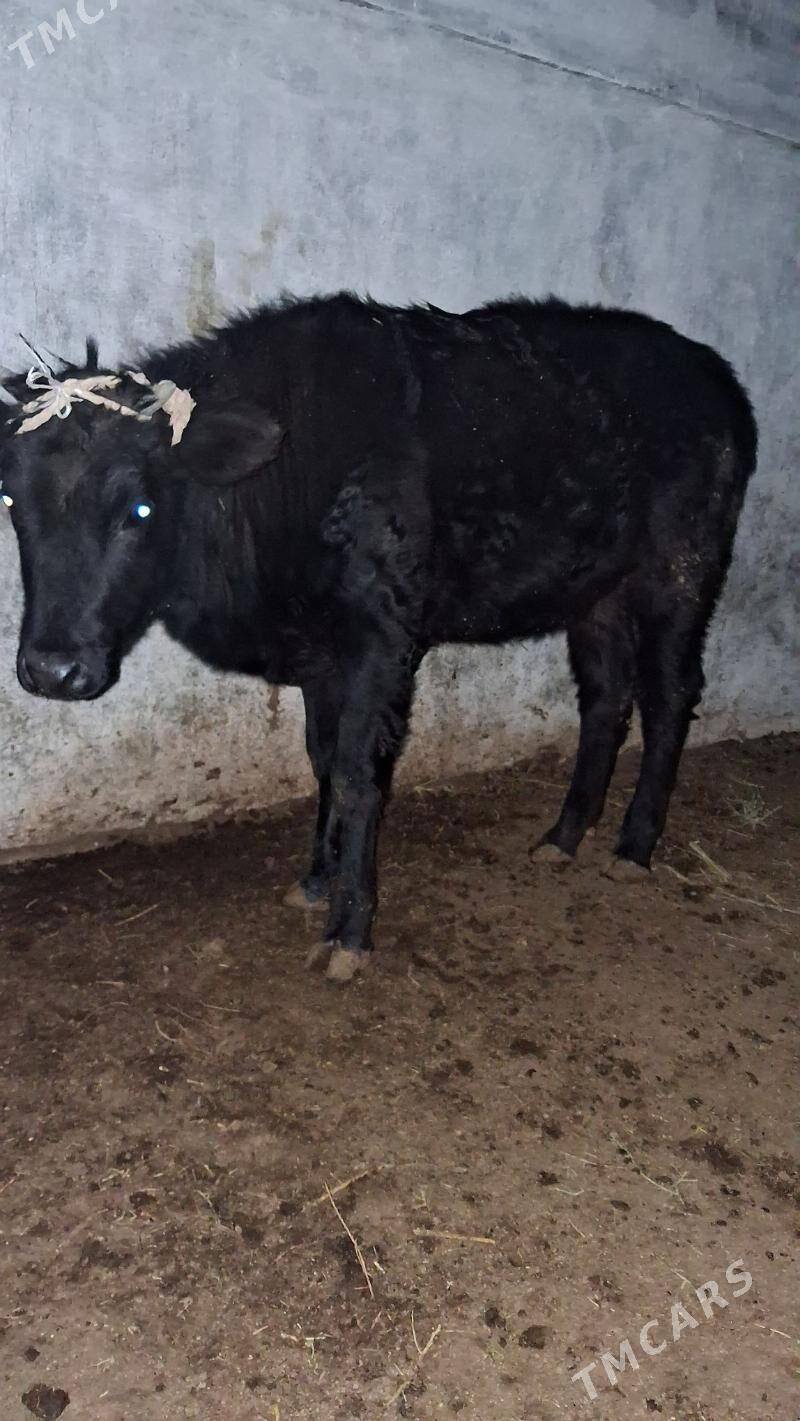 gacar sygyr - Джебел - img 2