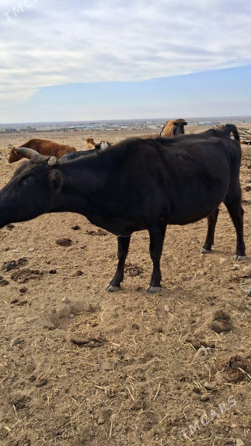 gacar sygyr - Джебел - img 4