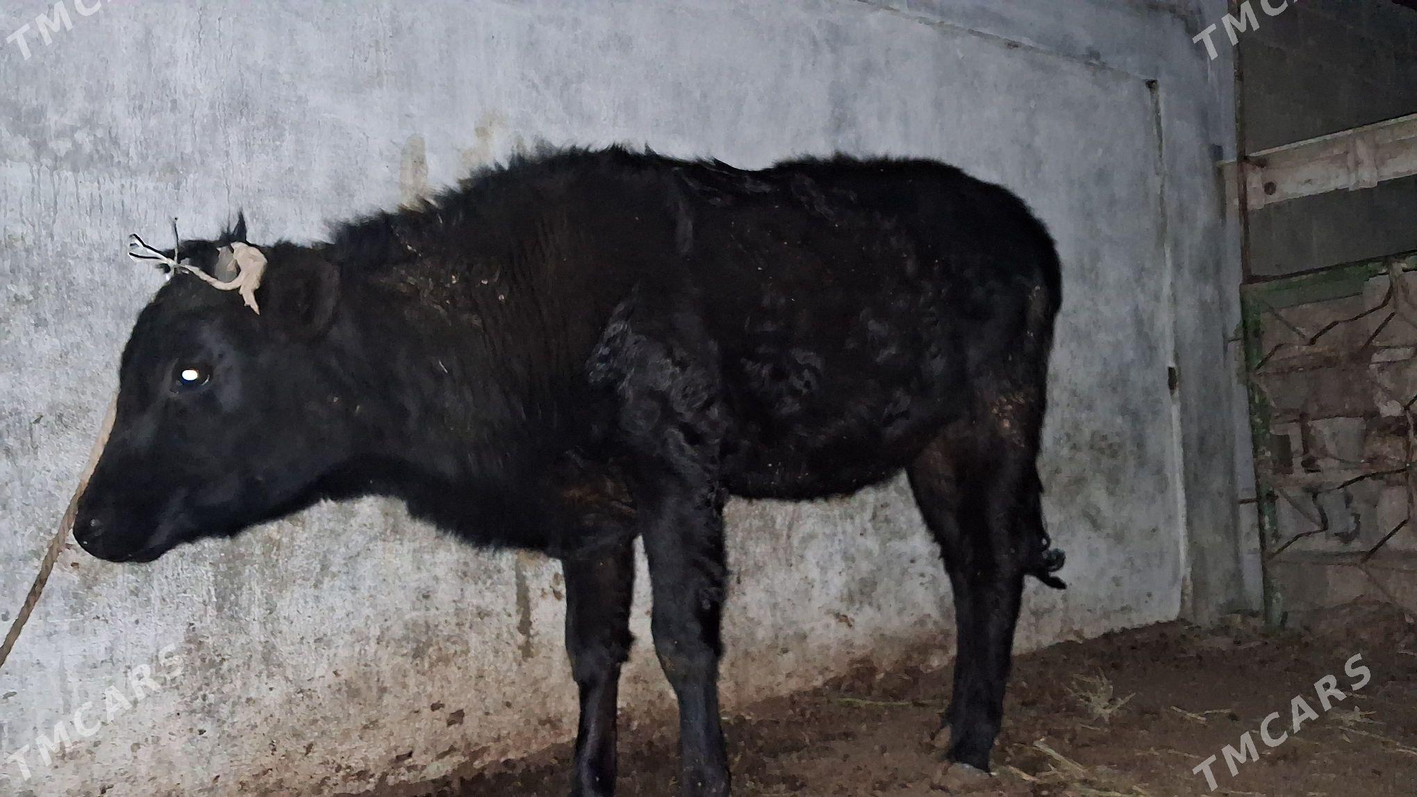 gacar sygyr - Джебел - img 3