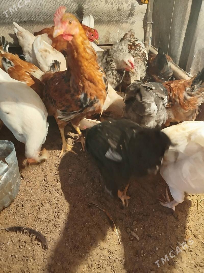 juje - Сакарчага - img 1