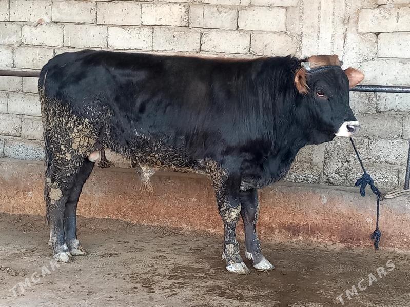 Şiwes tohum okuz - Гёкдепе - img 1