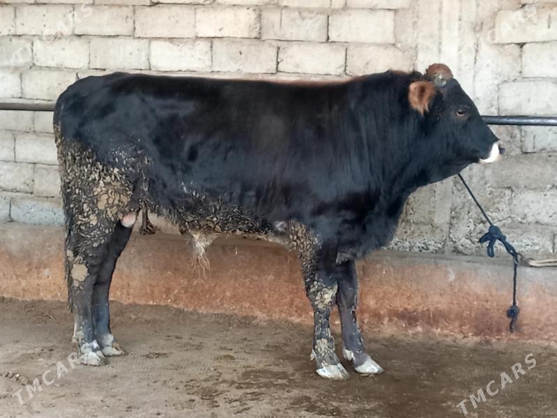 Şiwes tohum okuz - Gökdepe - img 2