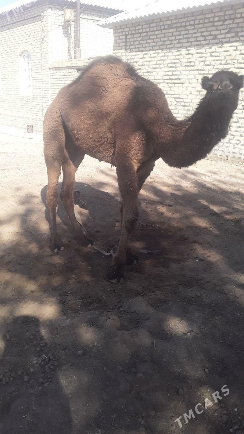 Gayalyk - Сакарчага - img 1