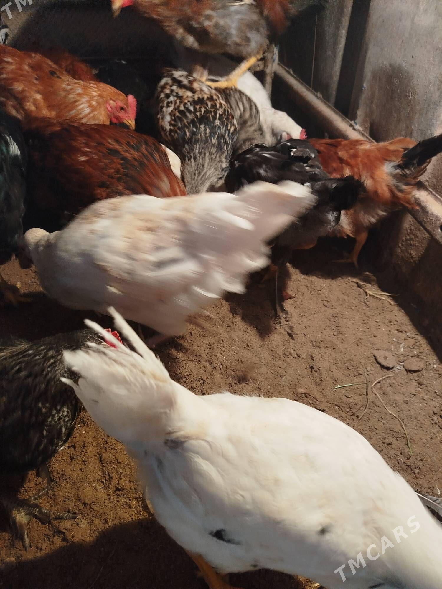 juje - Сакарчага - img 5