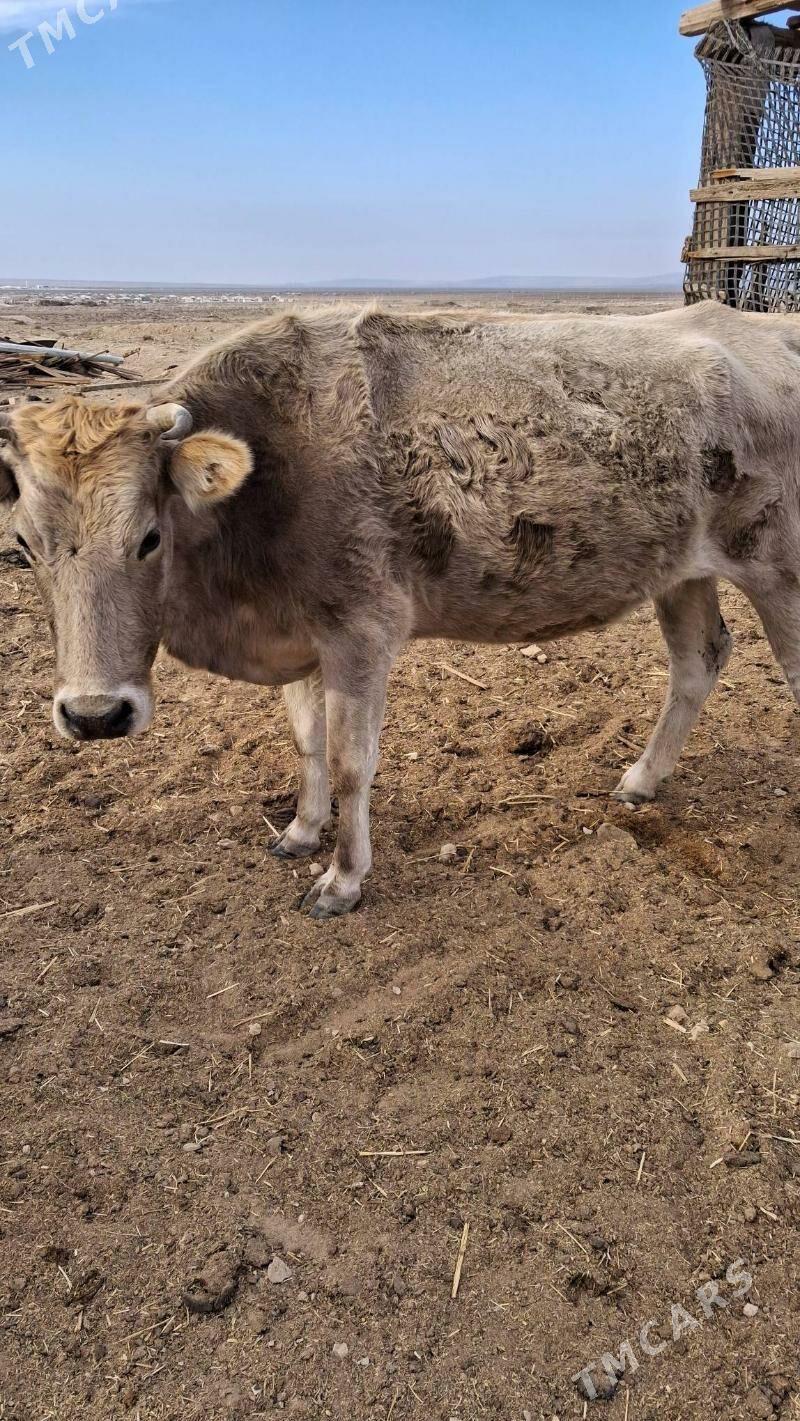 siwe sygyr - Jebel - img 2