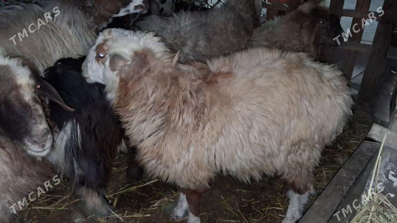 goyyn tokly cebiş - Джебел - img 1