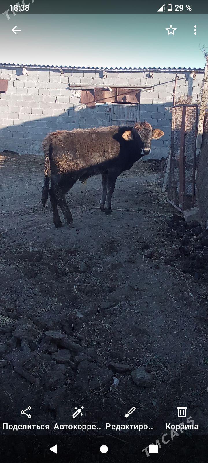 ökuz - Бахарден - img 1