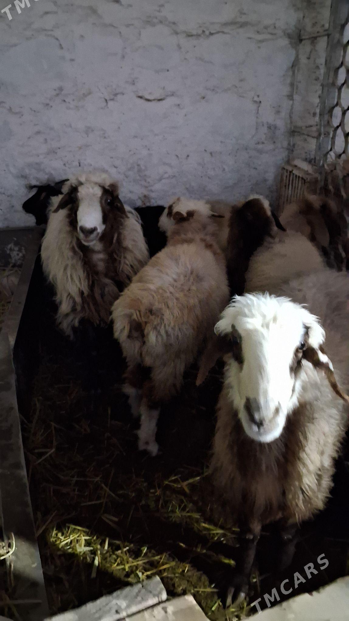 goyyn tokly cebiş - Джебел - img 2