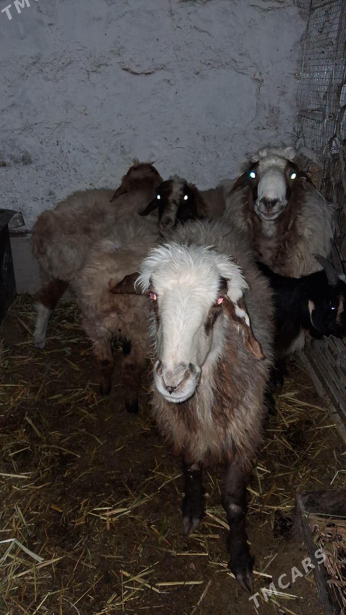 goyyn tokly cebiş - Джебел - img 4