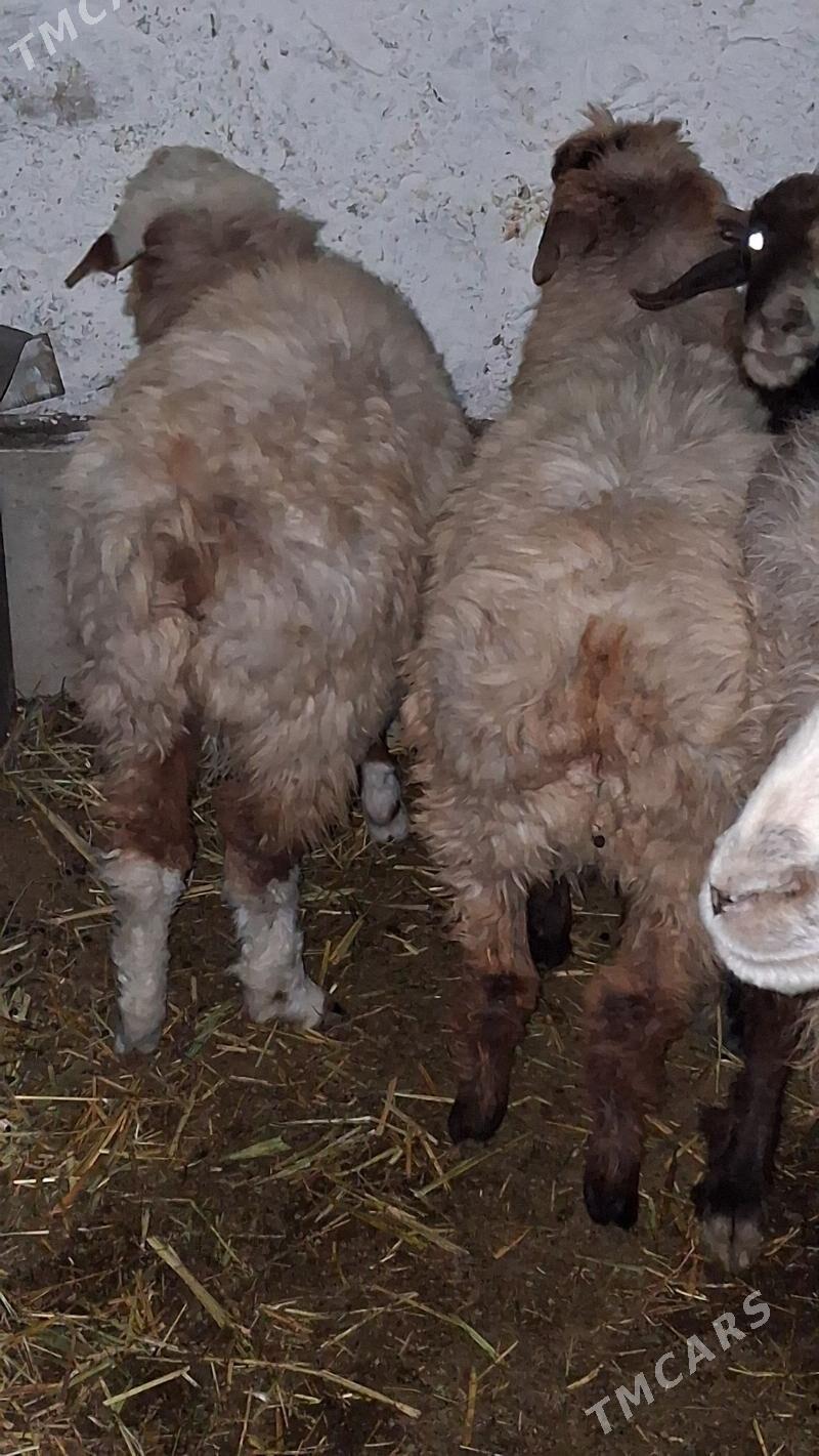 goyyn tokly cebiş - Джебел - img 5