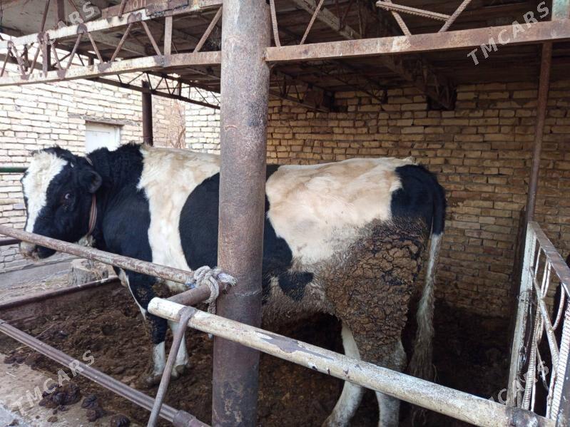 Galşteyn - Türkmenabat - img 1